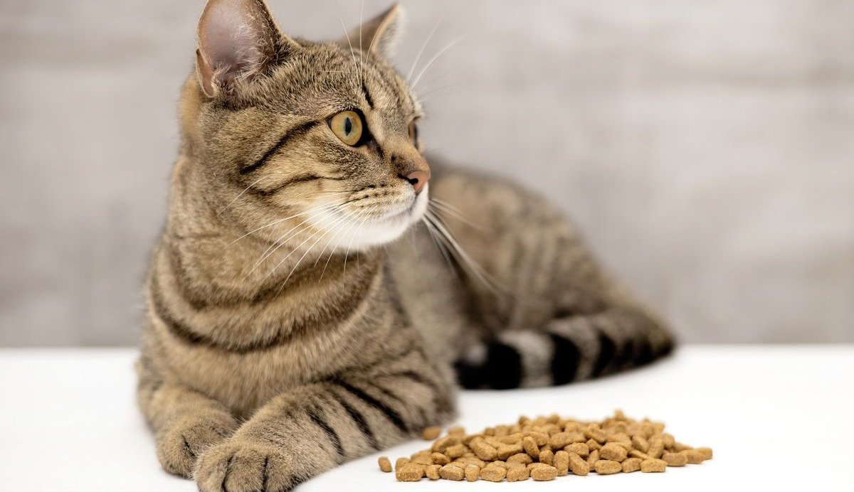 Tu gato no quiere comer comida secaja cu 1