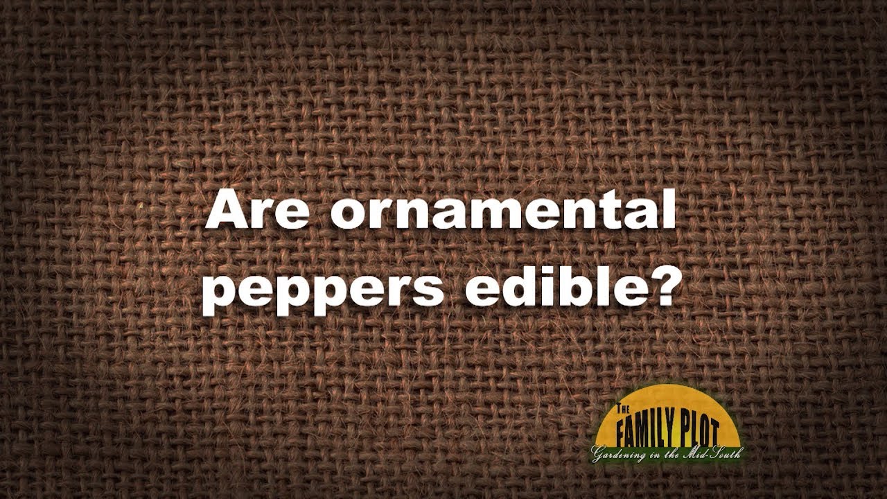 ¿Puedes comer pimientos ornamentales?