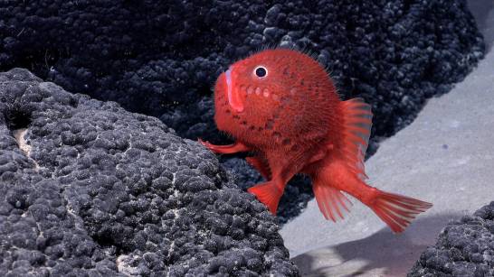 Peste 100 de specii noi descoperite în adâncurile mării din Chile
 – Știință Știri