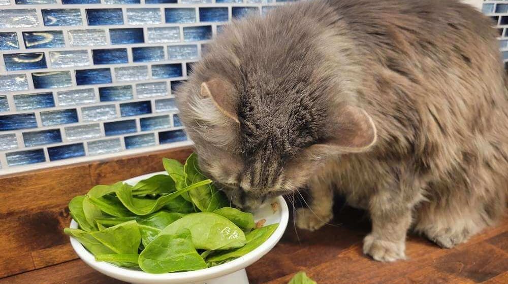 ¿Las proteínas vegetales son buenas para los gatos?