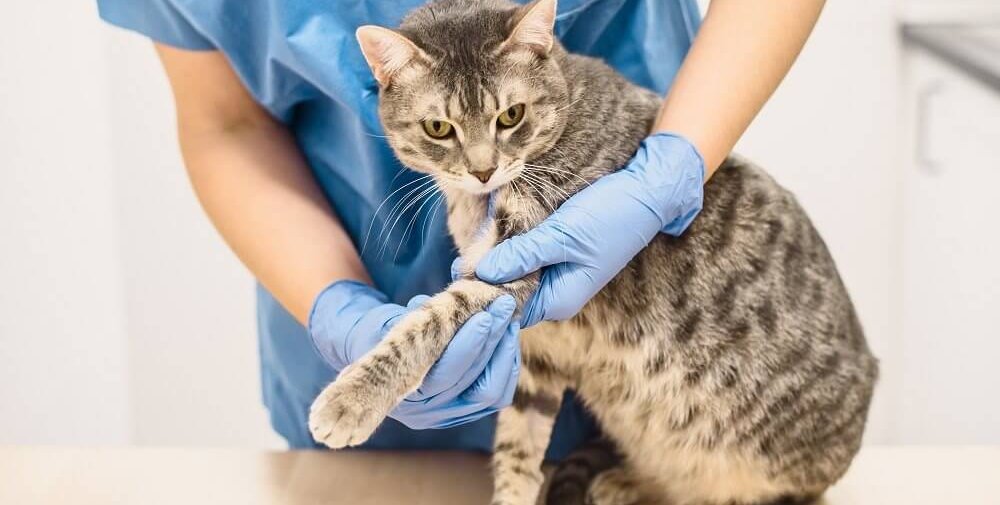 Lesión en la pata de gato: qué saber y qué hacer