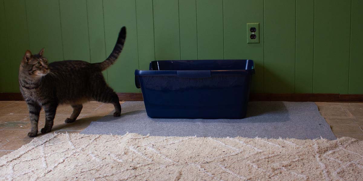 Revisión de la caja de arena para gatos de pared alta Frisco