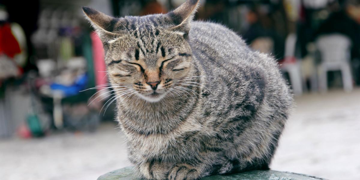 ¿Por qué los gatos parpadean?  (Respuestas del conductista felino)