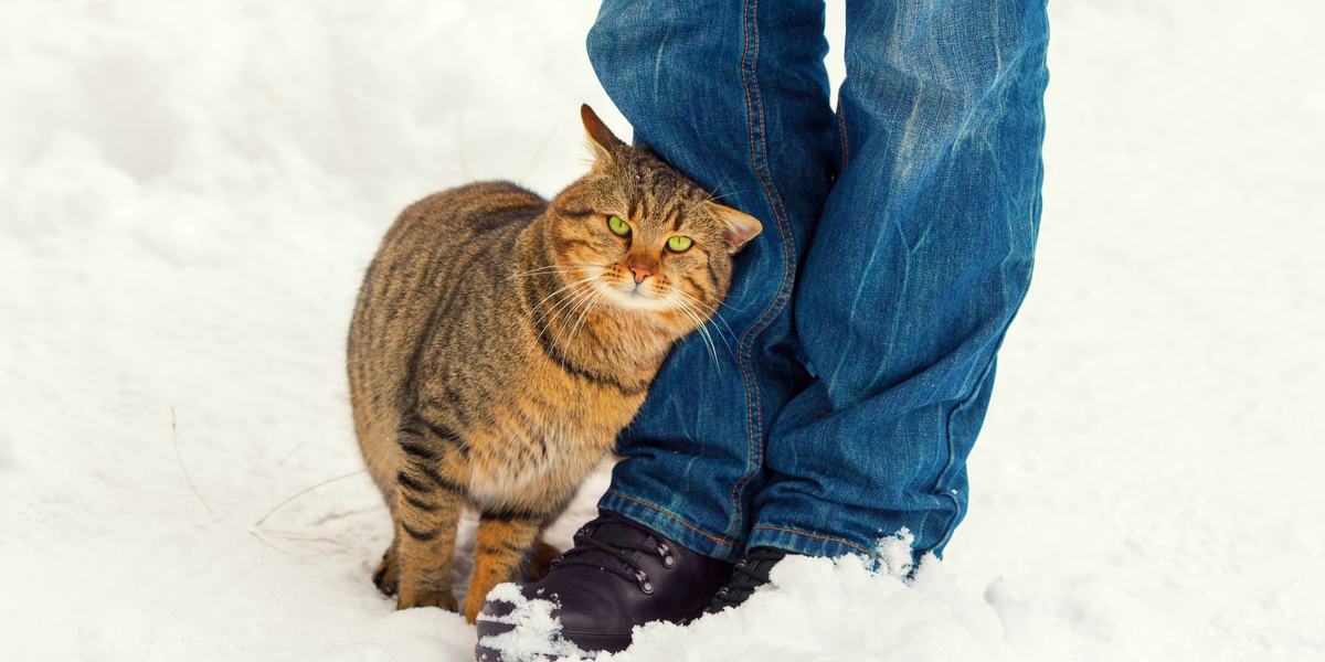 ¿Qué significa cuando un gato se frota contra ti?