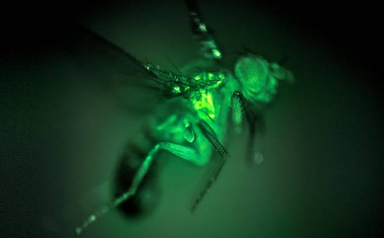 Așa funcționează „balamaua” de pe aripa unei insecte
 – Știință Știri