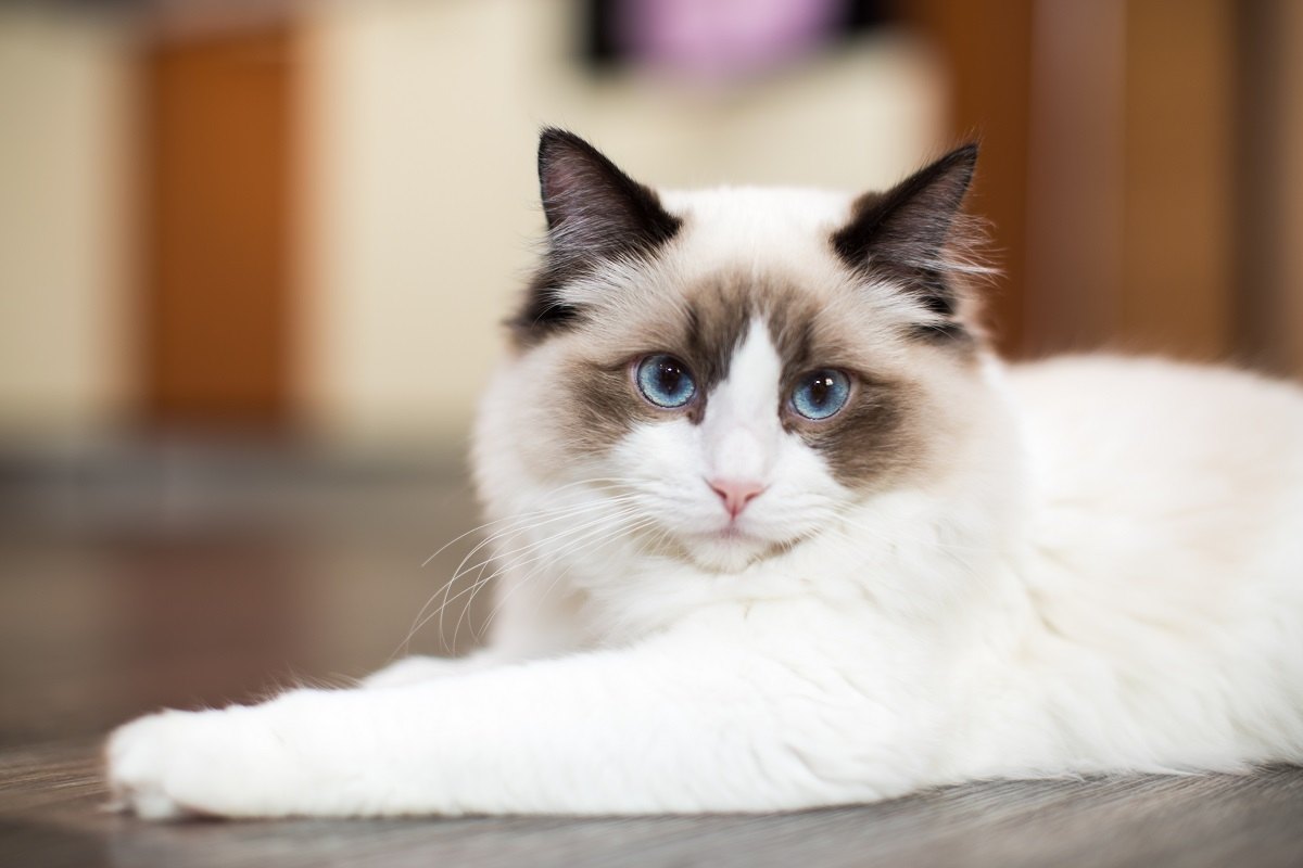 11 razas de gatos tranquilas para tu estilo de vida Hygge