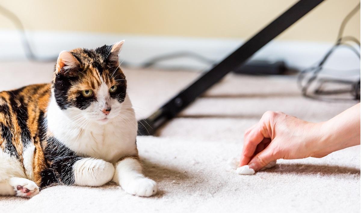 Regurgitación en gatos: causas, síntomas y tratamiento.