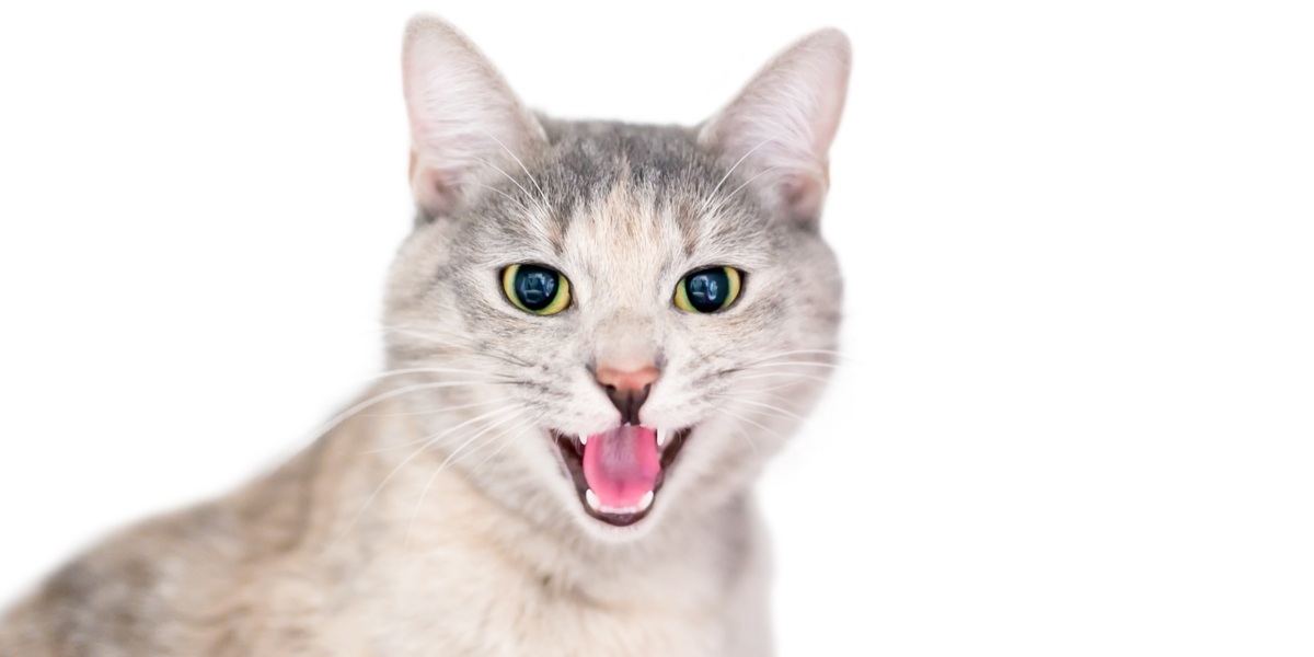 7 vocalizaciones comunes de los gatos y su significado