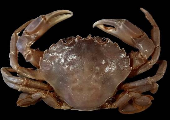 O nouă specie de crab descoperită în apele andaluzei
 – Știință Știri