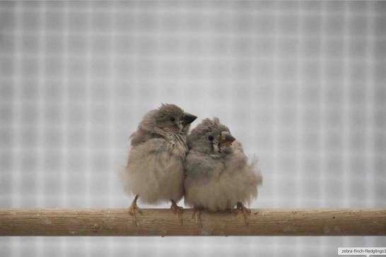 Zgomotul din trafic împiedică dezvoltarea puieților de păsări
 – Știință Știri