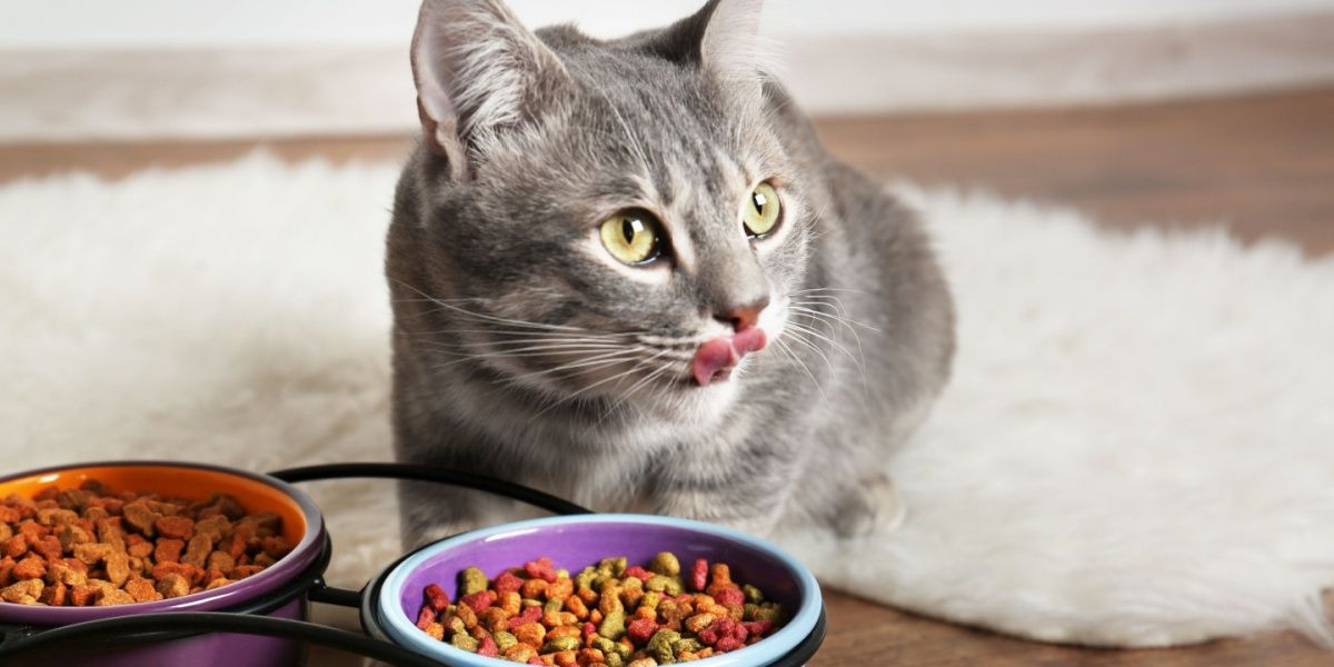 Cómo implementar una dieta de rotación para gatos