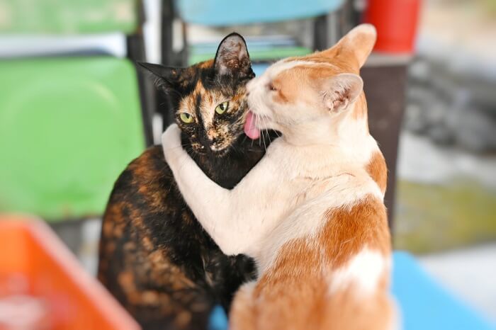 ¿Por qué los gatos se acicalan entre sí?  Razones por las que los gatos se acicalan socialmente