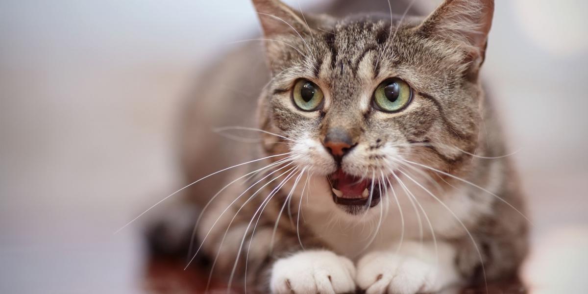 ¿Por qué los gatos soplan?  -Cats.com