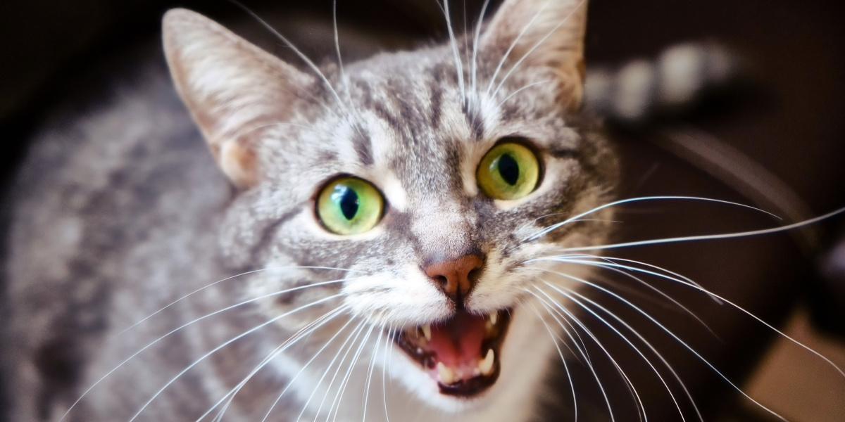 9 señales comunes de que tu gato está traumatizado y cómo ayudarlo