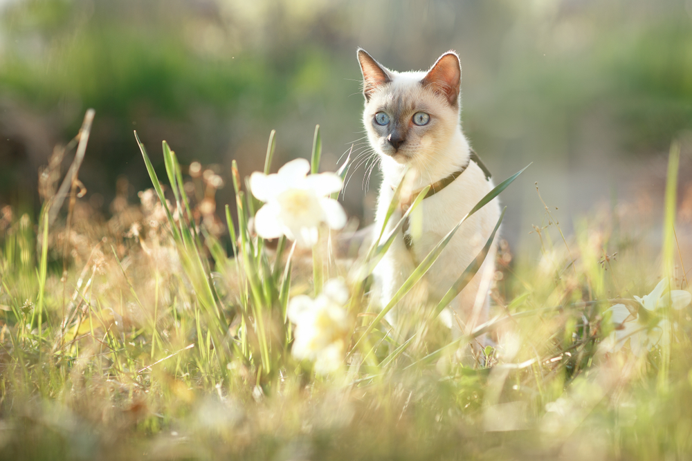 55 nombres de gatos primaverales con significados