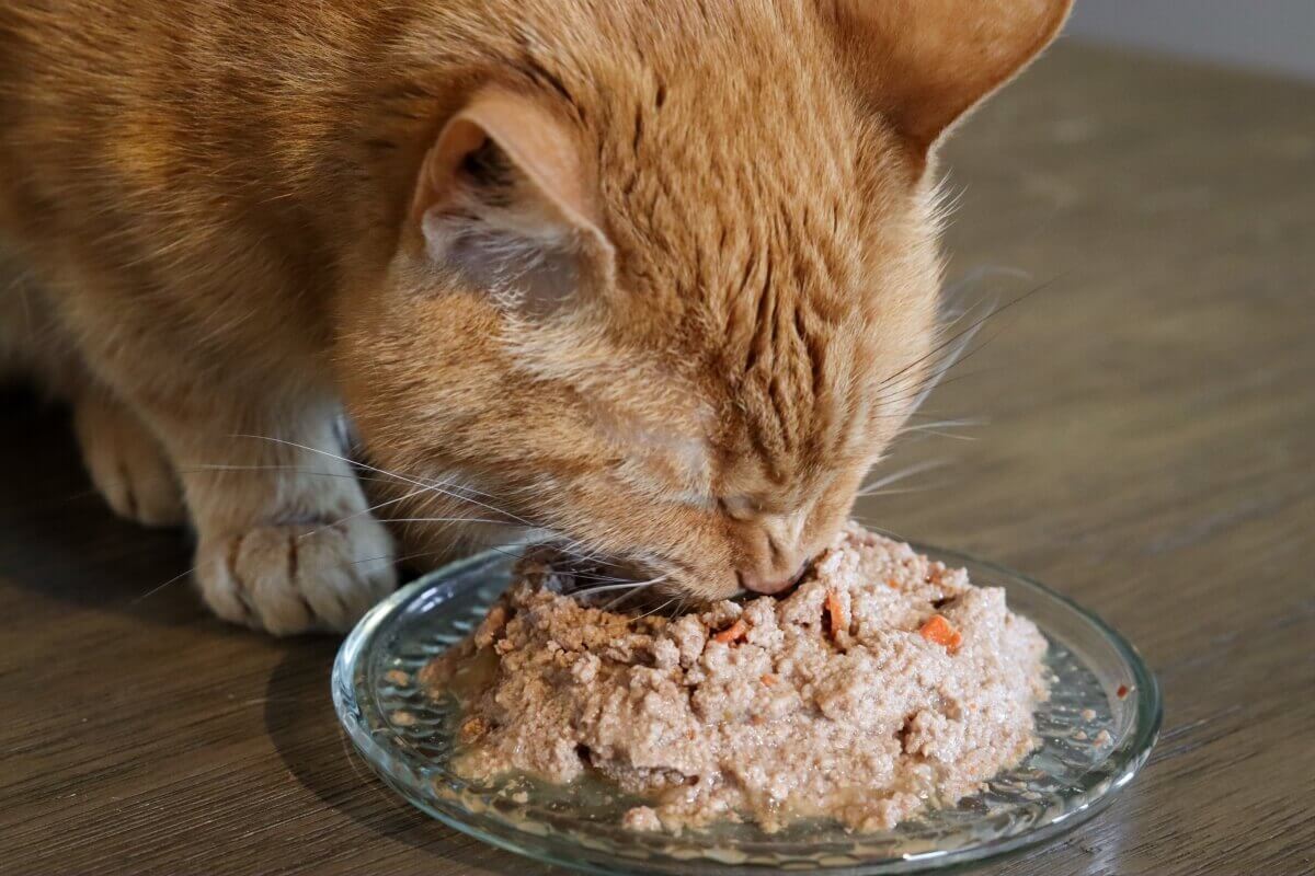 Cómo cambiar la comida de tu gato en 10 sencillos pasos