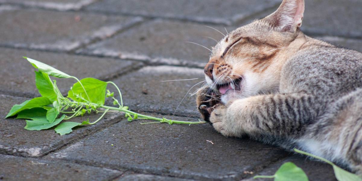 ¿La vid plateada es buena para los gatos? Efectos y beneficios para la salud.