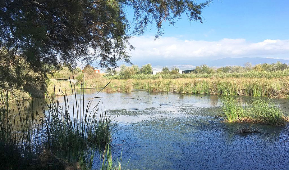 La Junta declarará la Charca de Suárez, en Motril, como Zona Especial de Protección para Aves