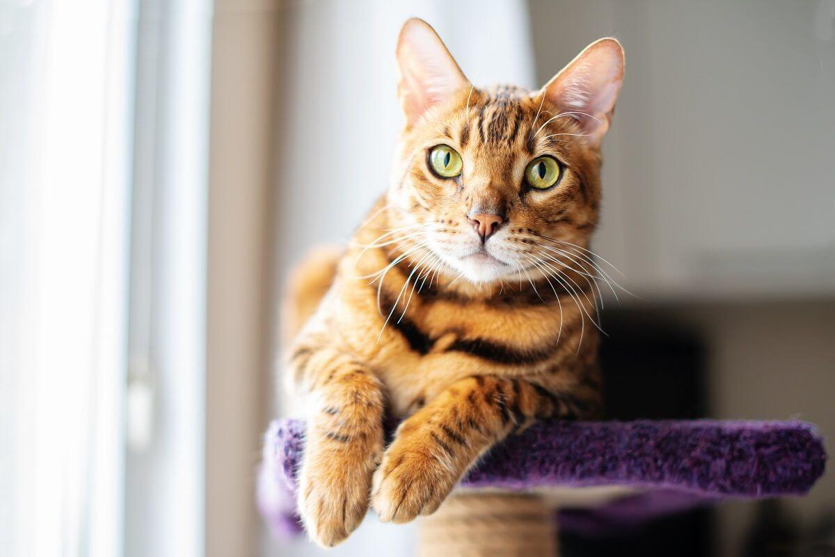10 hermosas razas de gatos que redefinen lo adorable