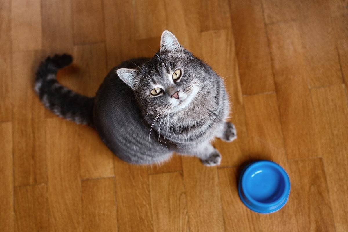 La guía completa sobre gatos y carbohidratos