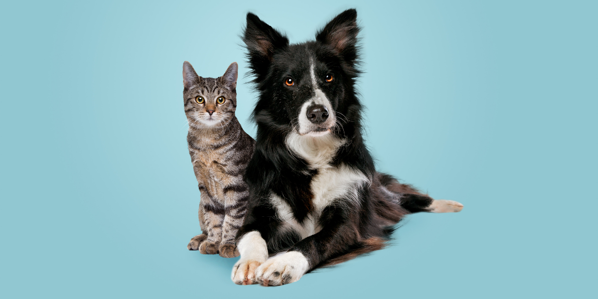 ¿Son los gatos más inteligentes que los perros? Los científicos finalmente pueden tener la respuesta