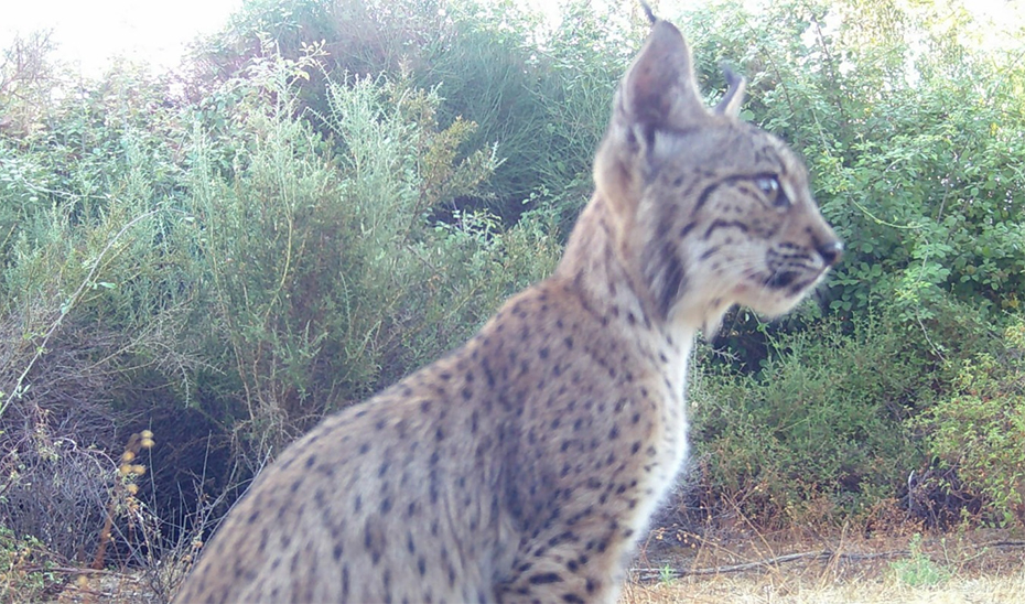 La nueva vida de un lince onubense en Jaén