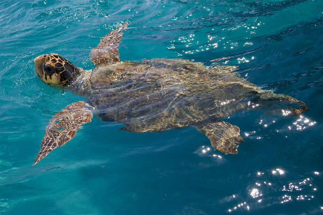 Pământul se confruntă cu a șasea extincție în masă: un milion
 – Știri din Spania