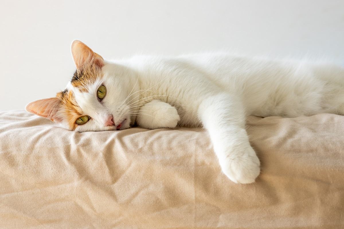 Intoxicación alimentaria en gatos: causas, signos y tratamiento.