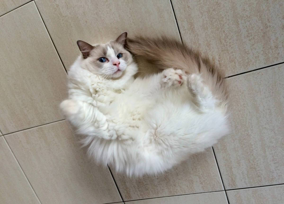 La guía completa sobre el lenguaje corporal y la comunicación de los gatos