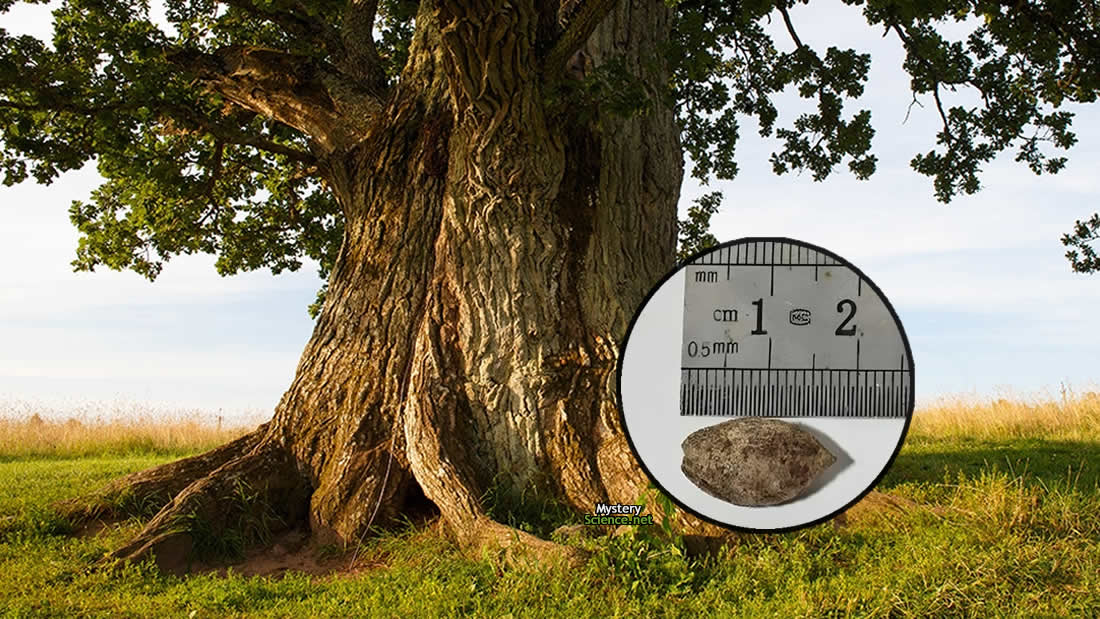 1,000-year-old seed used to grow tree mentioned in the Bible – Mystery Science