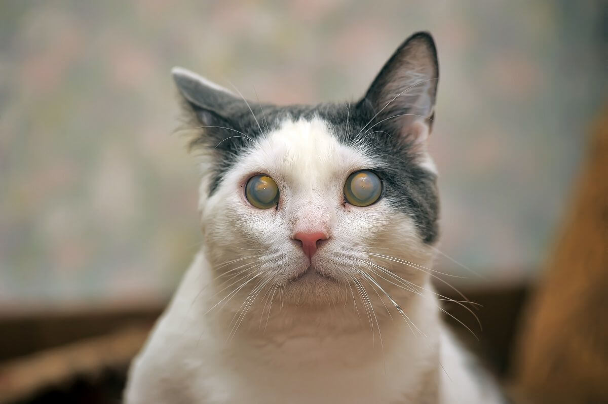 Causas comunes de ceguera repentina en gatos