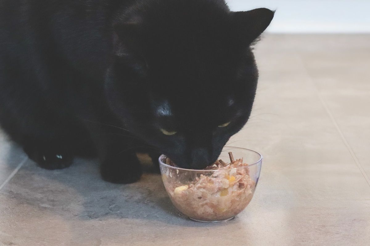 Qué es una dieta blanda para gatos y cuándo utilizarla