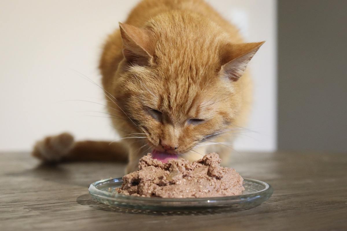 Todo sobre el suplemento de apoyo inmunológico para gatos