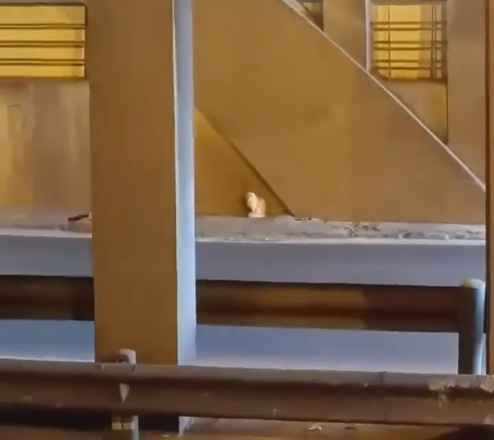 Haos în Valencia: pisica deturnează un tunel și oprește traficul!
 – Știri din Valencia