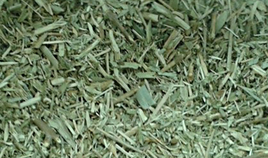 Andalucía demuestra la rentabilidad económica y ambiental del método que logra antioxidantes de las hojas del olivo