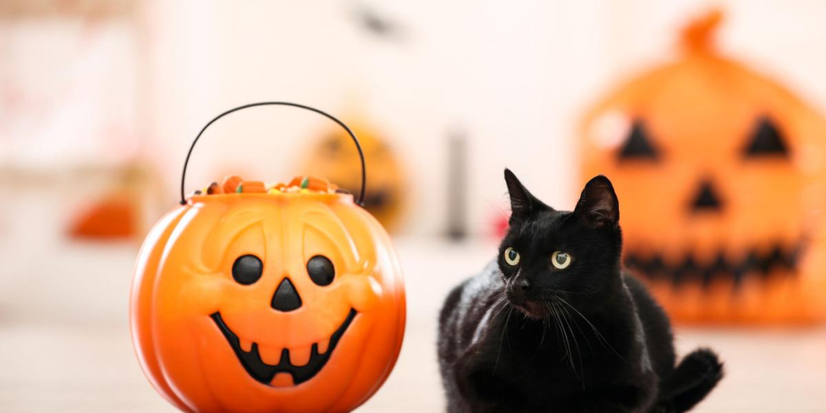 Por qué no deberías disfrazar a tu gato para Halloween