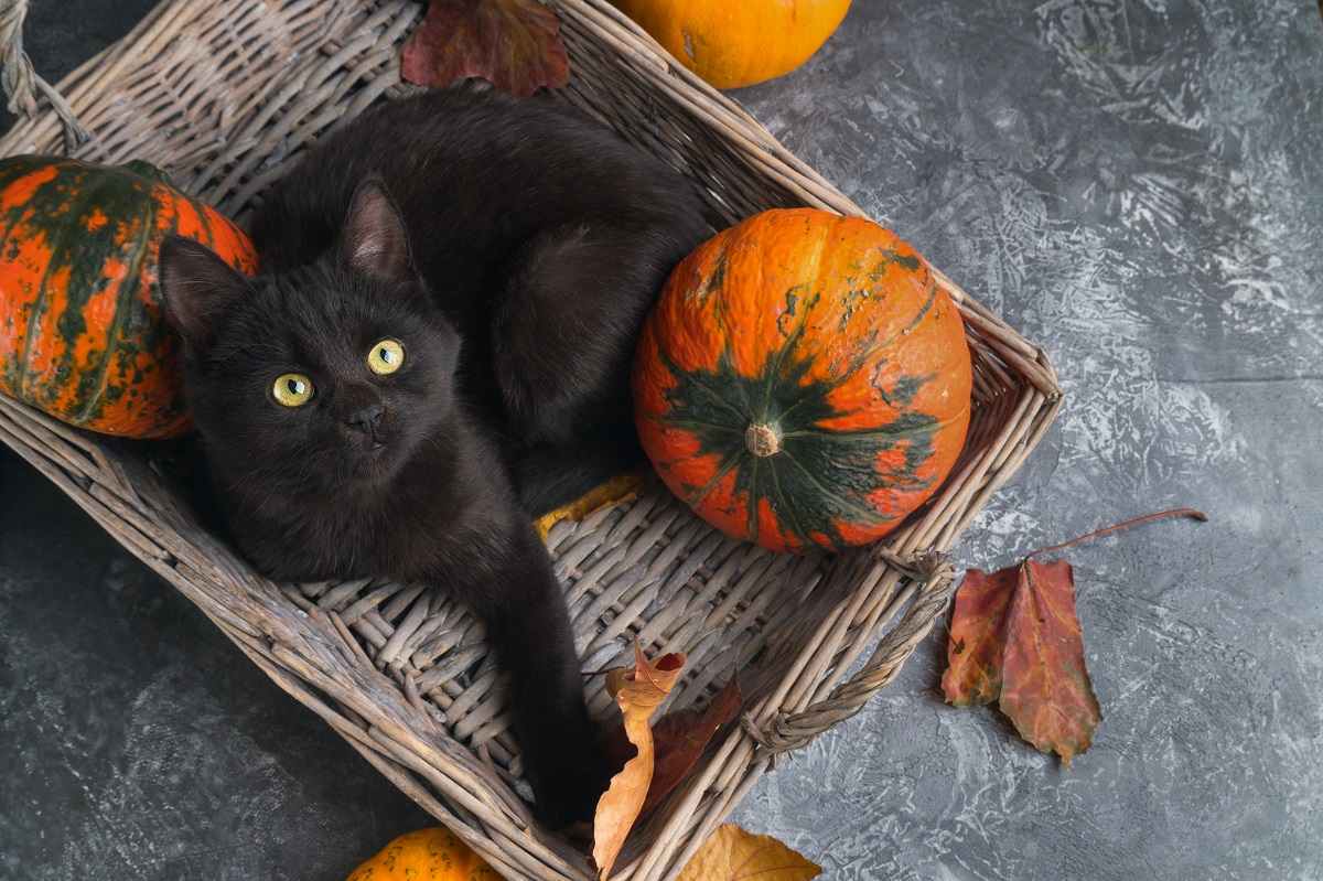 8 beneficios de los gatos negros y por qué deberías adoptar uno