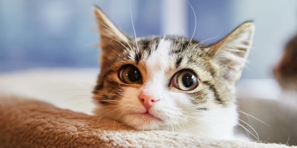 ¿Pueden los gatos ver espíritus, fantasmas y ángeles?