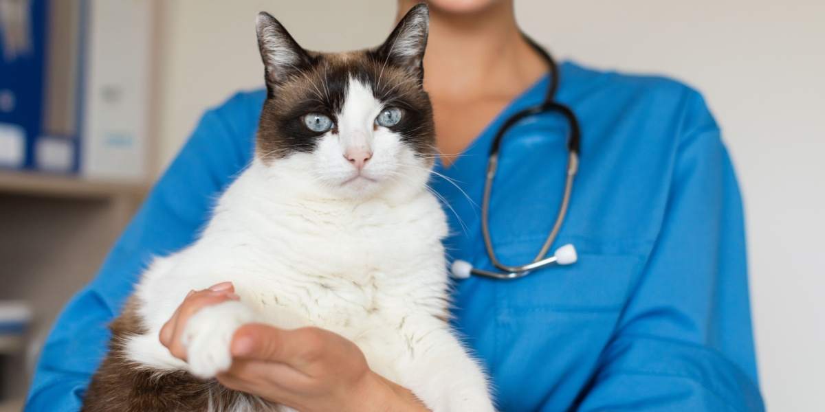 ¿Cómo afecta la esterilización y castración al comportamiento de los gatos?