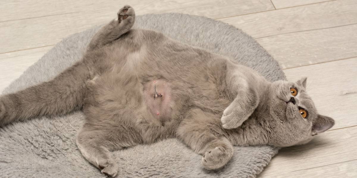 Dolor abdominal en gatos: causas, síntomas y tratamiento.