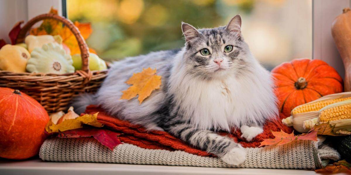 7 razones por las que estamos agradecidos con los gatos