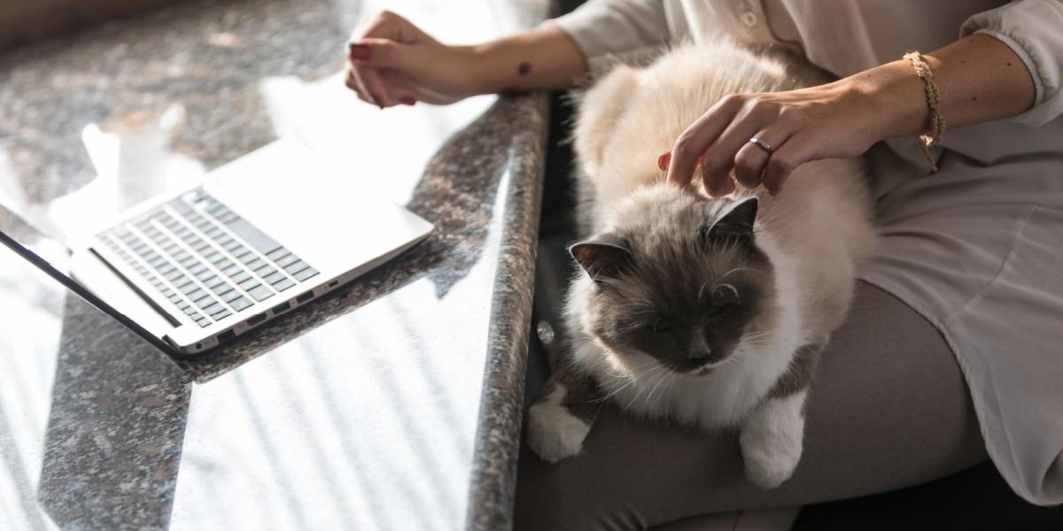 Las mejores ofertas de Black Friday y Cyber ​​​​Monday para gatos en 2024