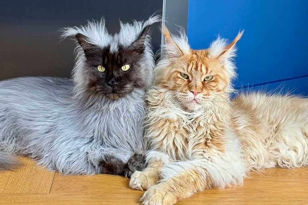 8 gatos Maine Coon más grandes que son más grandes que la vida