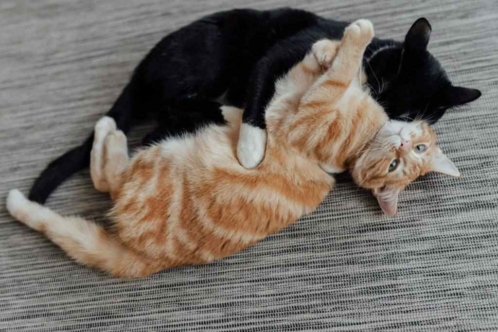 Cómo saber si tu gato acepta un nuevo gatito
