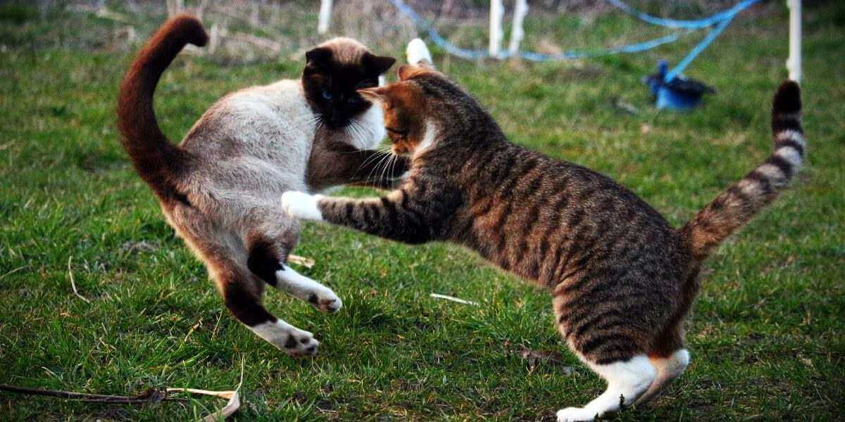 ¿Por qué a mi gato no le gustan otros gatos?