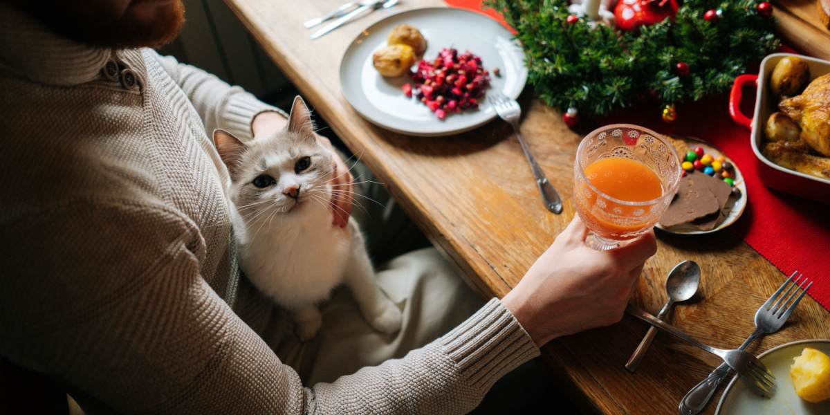 ¿Pueden los gatos comer comida de Acción de Gracias?