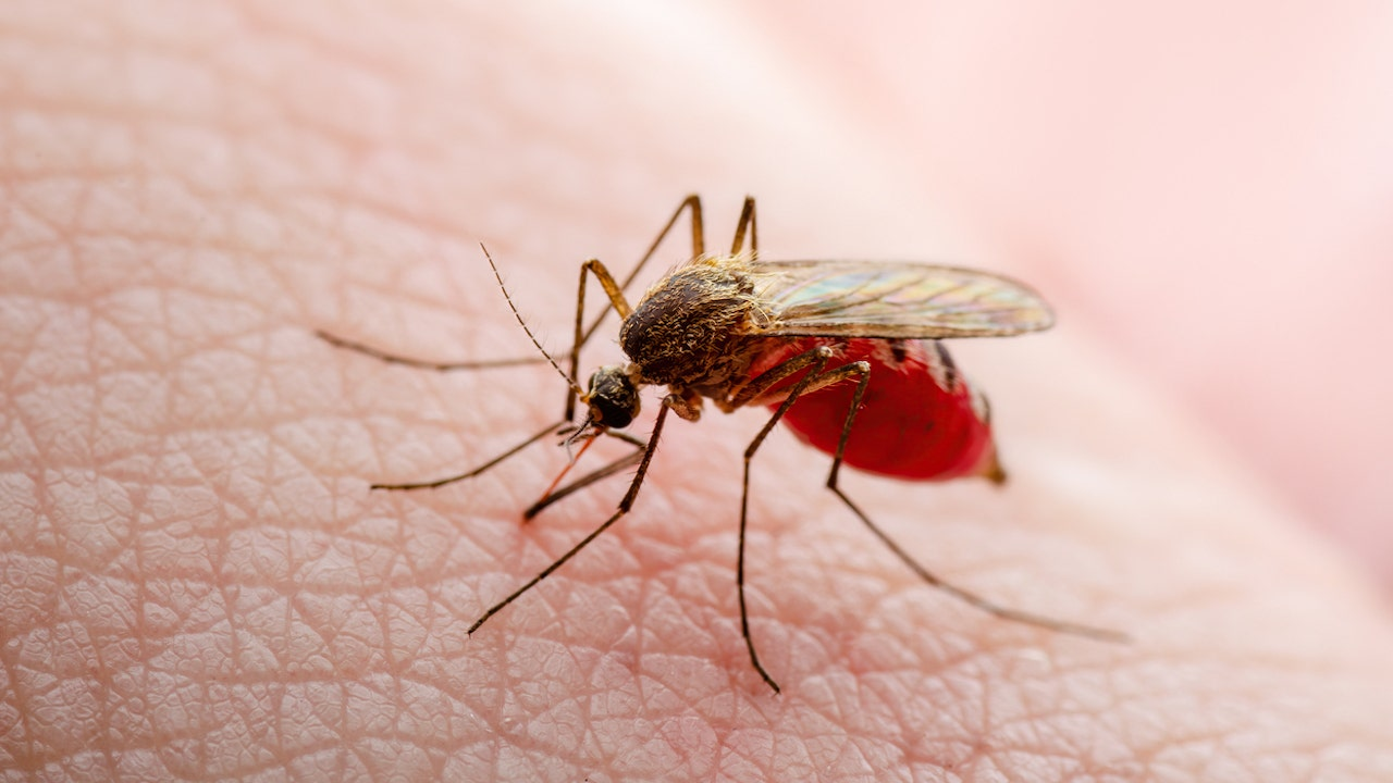 N° 3.242 – Vacuna contra las picaduras de mosquitos