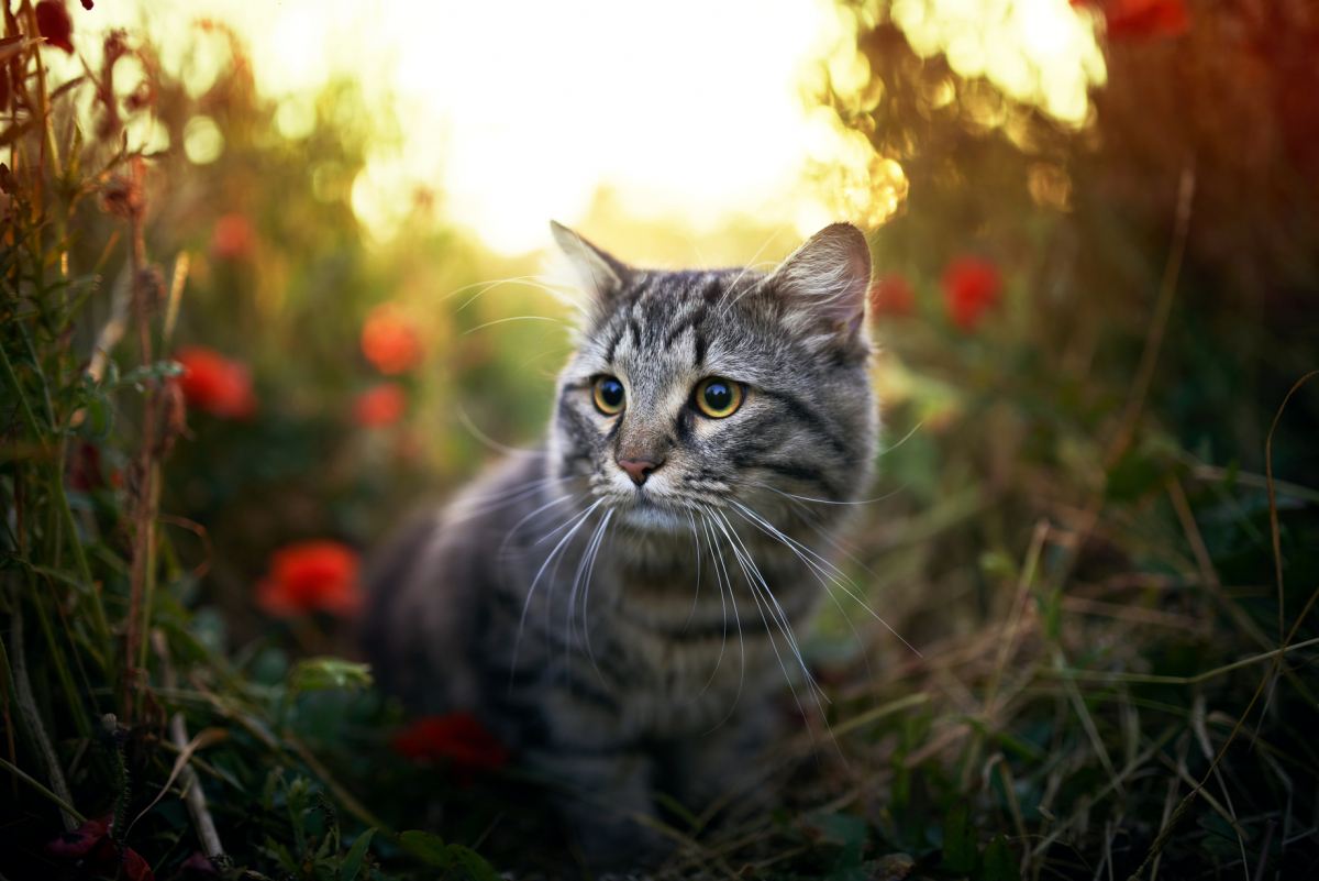 Qué hacer si tu gato de interior sale a la calle