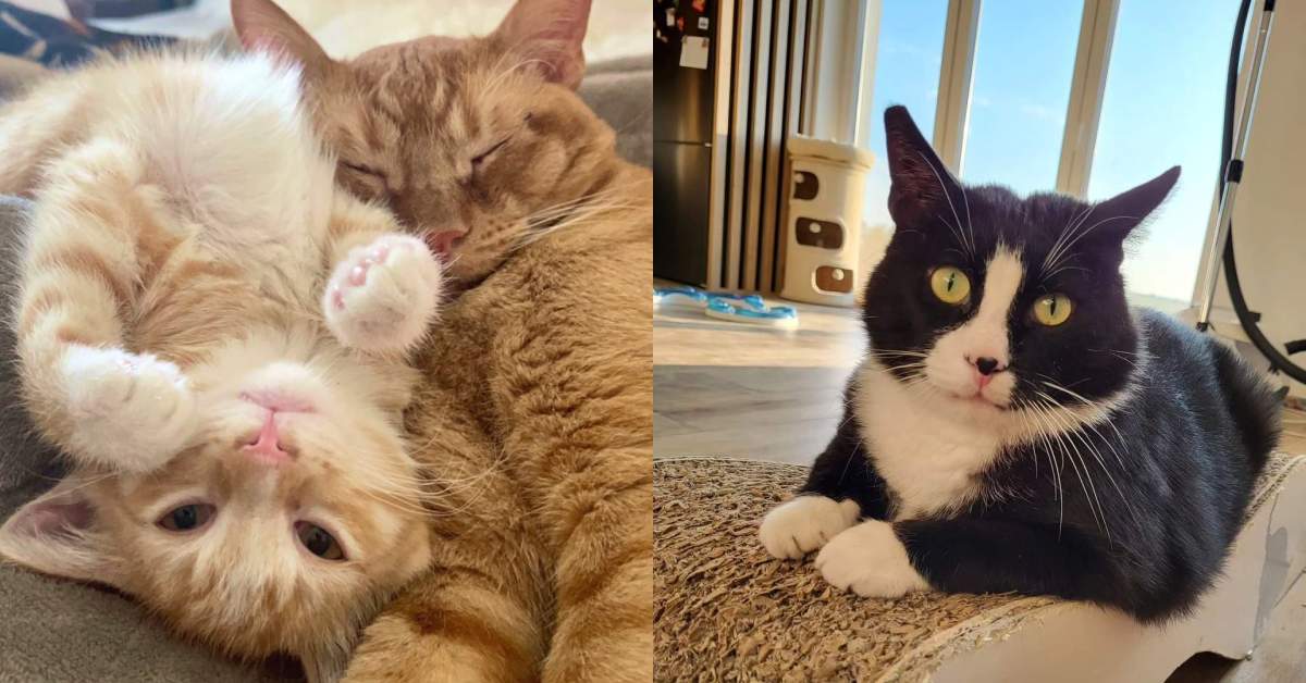 10 señales de que tu gato realmente confía en ti