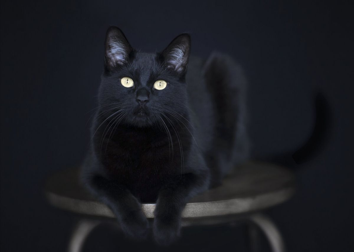 Comprender el significado espiritual de los gatos negros